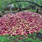 أزمة التفاح